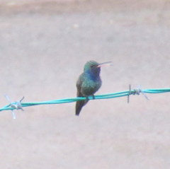 Chrysuronia coeruleogularis