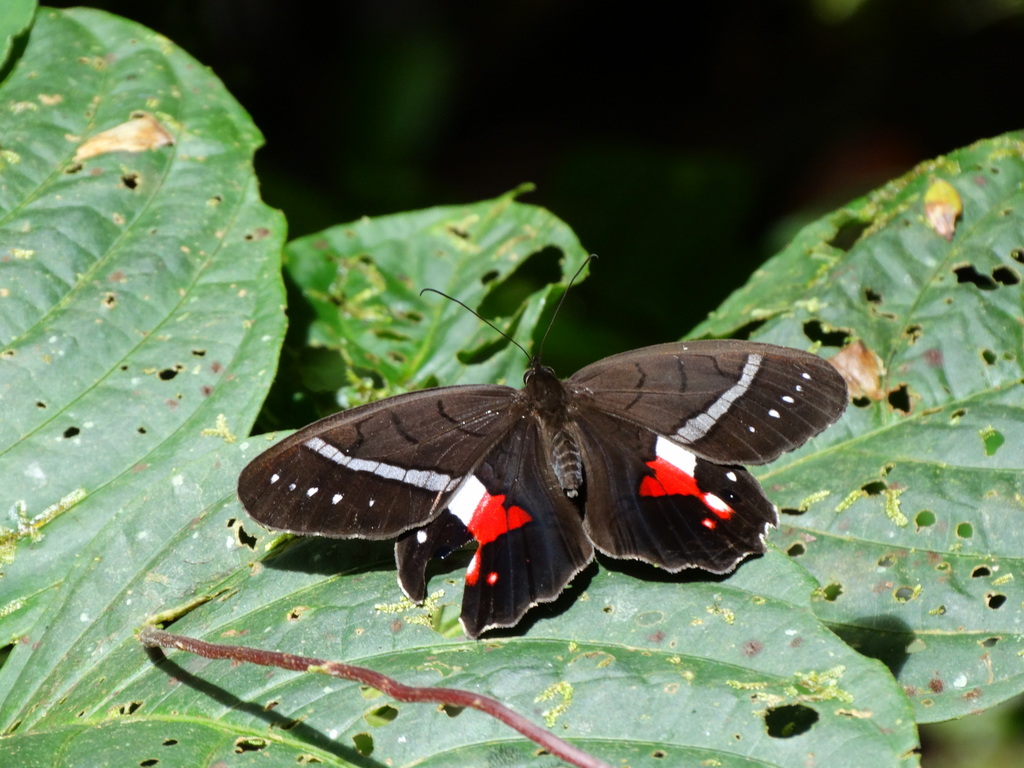 Red-washed Satyr