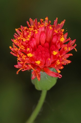 Red Tasselflower