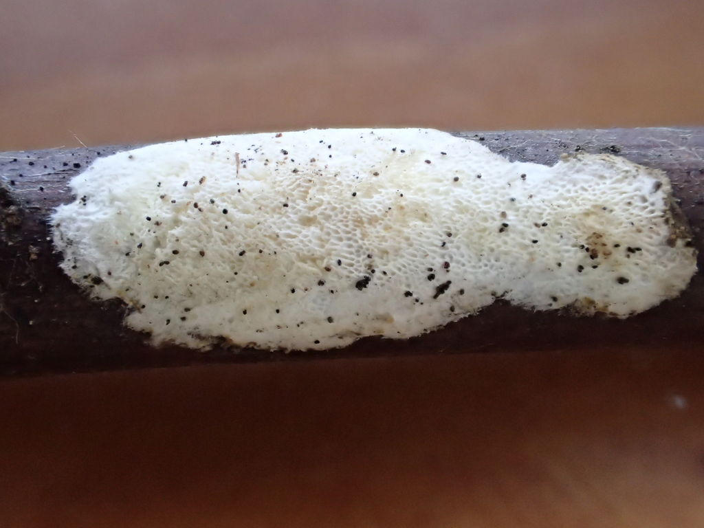 Skeletocutis ochroalba