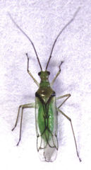 Felisacus elegantulus