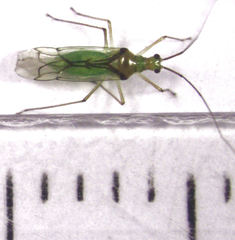 Felisacus elegantulus