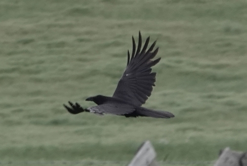Common Raven photographed in Nebraska