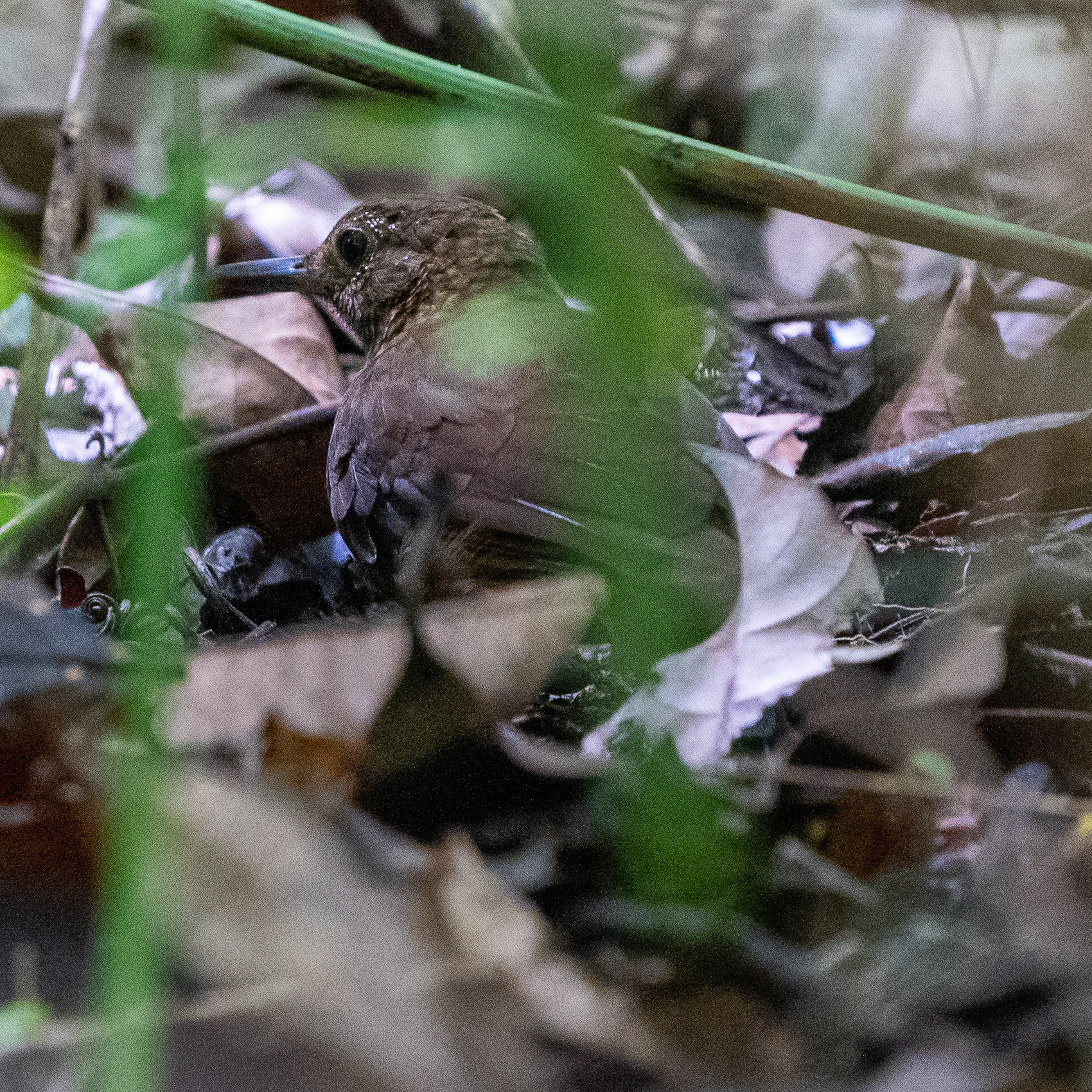 Scaly-throated Leaftosser (Sclerurus guatemalensis), photo 10