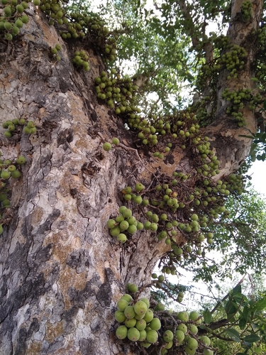 Ficus racemosa