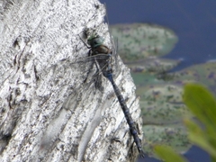 Aeshna interrupta interrupta