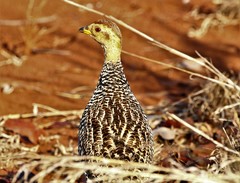 Campocolinus coqui coqui