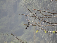 Hemiprocne longipennis