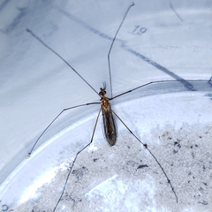 Nephrotoma suturalis