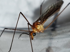 Nephrotoma suturalis