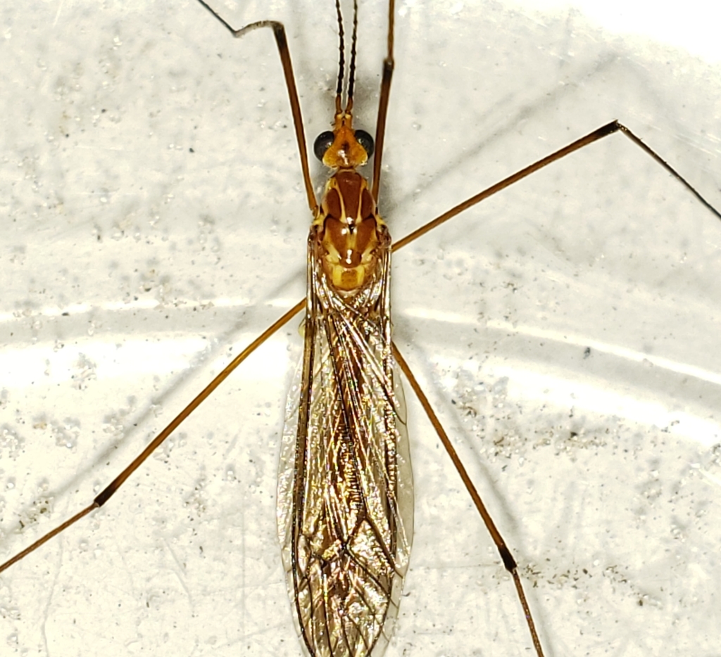 Cranefly