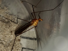 Nephrotoma suturalis