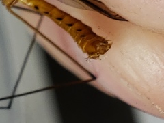 Nephrotoma suturalis