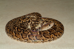 Cuban Boa photo 5