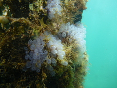 Clavelina moluccensis