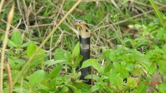 Naja sumatrana