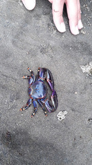 Petrolisthes violaceus