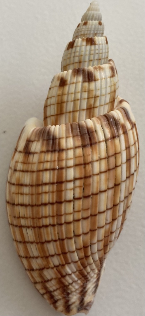 Callipara kurodai