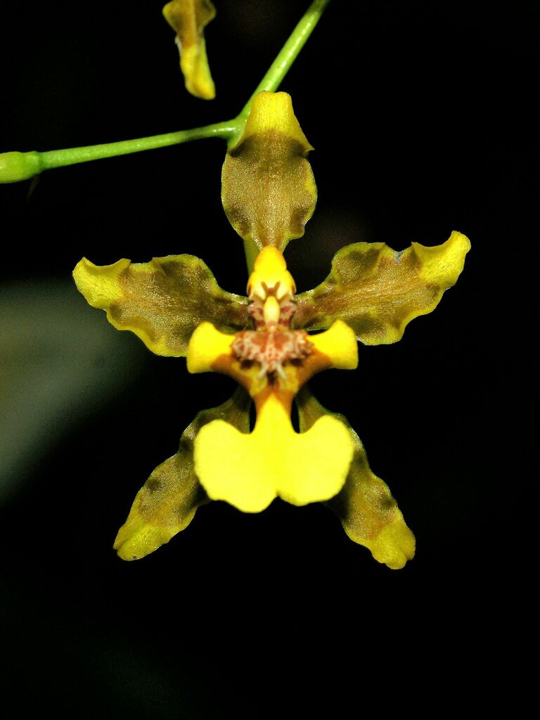 Oncidium planilabre