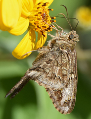 Thorybes dorantes calafia