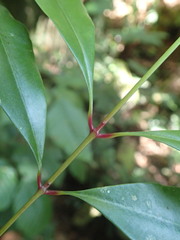 Syzygium aromaticum