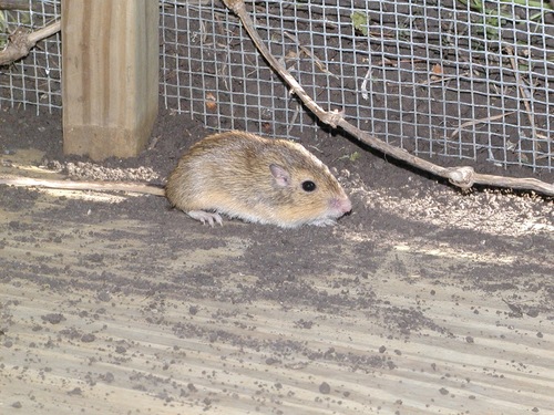Hispid Pocket Mouse