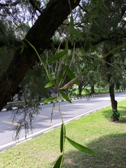 Dendrobium crumenatum