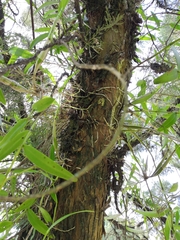 Dendrobium crumenatum