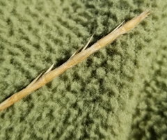 Elionurus tripsacoides