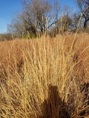 Elionurus tripsacoides