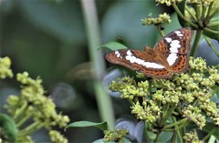 Moduza procris milonia
