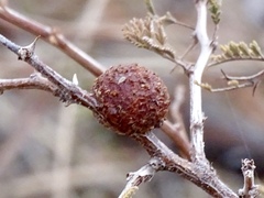 Tanaostigmodes howardii