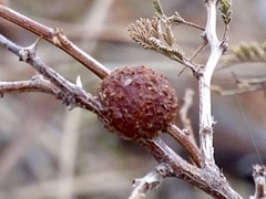 Tanaostigmodes howardii