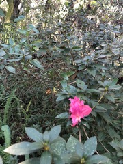 Rhododendron indicum