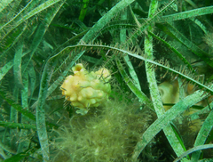 Pyura gibbosa