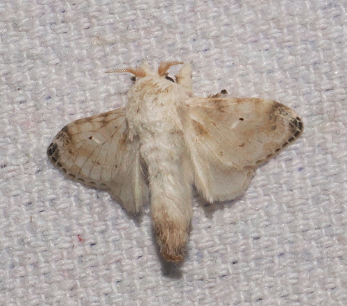 Tolype effesa