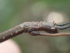 Carausius sechellensis