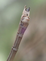 Carausius sechellensis