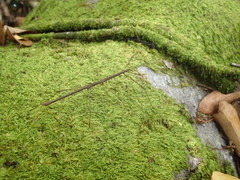 Carausius sechellensis