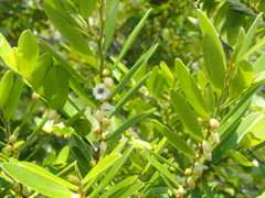 Diospyros seychellarum