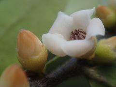 Diospyros seychellarum