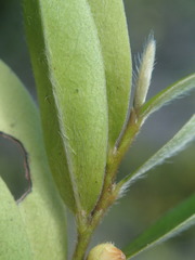 Diospyros seychellarum