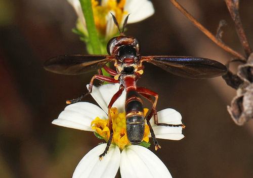 Physoconops floridanus