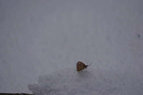 Bruce Spanworm Moth photo 5