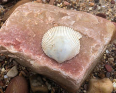 Acrosterigma cygnorum