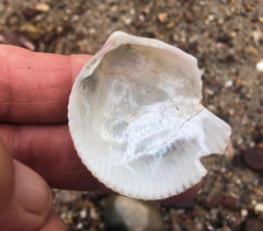 Acrosterigma cygnorum