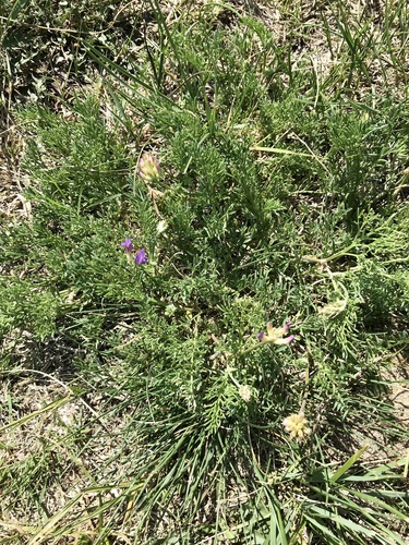 Astragalus laxmannii iNat (2)