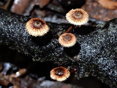 Crinipellis filiformis image