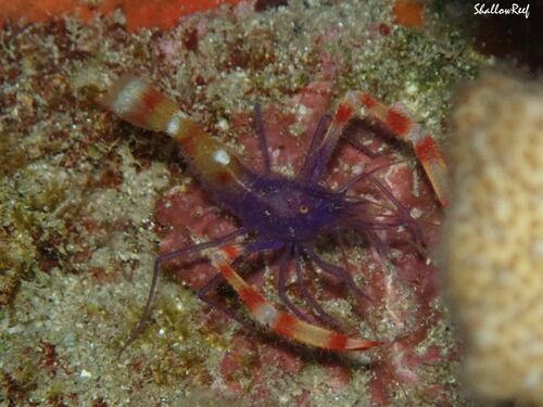 Stenopus tenuirostris, 2023-05-06