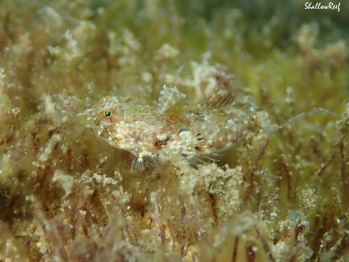 Synchiropus rosulentus observed 2023-05-20
